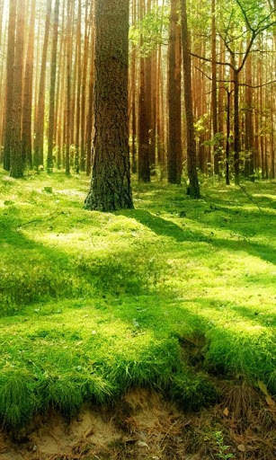 Nature Live Wallpaper : 7fon & LWP screenshot 2