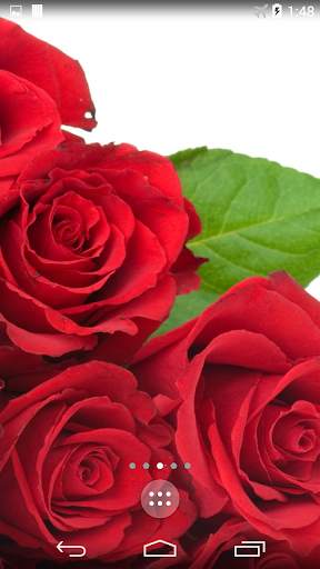 Red Rose 4K Live Wallpaper screenshot 2