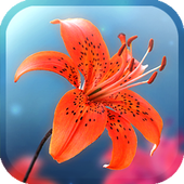 My Lovely Lily LWP icon
