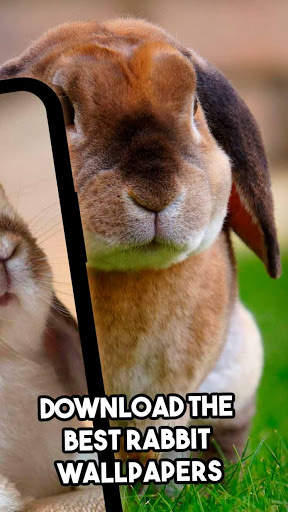 🐰 Rabbit Wallpaper 🐰 - Cute Rabbit Wallpaper 🐇 screenshot 2
