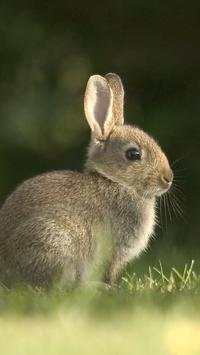 Rabbits Wallpapers screenshot 16