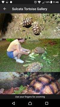 Sulcata Tortoise скриншот 5