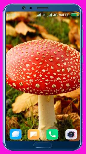 Mushroom HD Wallpaper screenshot 2