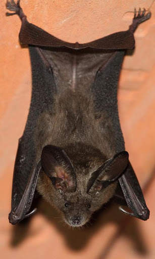 Bat Wallpaper screenshot 7