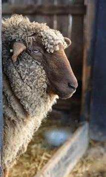 Sheep wallpaper 3 تصوير الشاشة