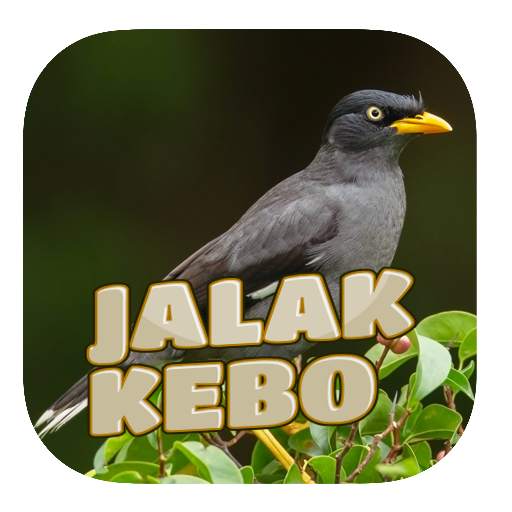 Kicau Jalak Kebo Gacor 1.0