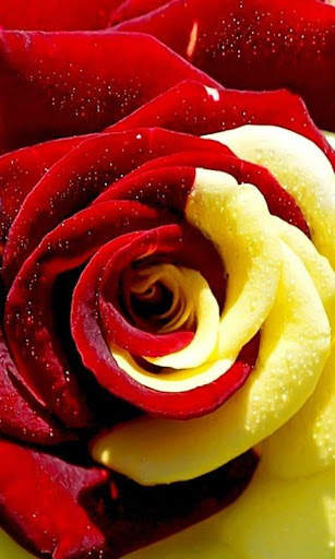 Rosa Live Wallpaper screenshot 1