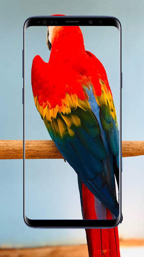 Parrot Wallpaper 4 تصوير الشاشة