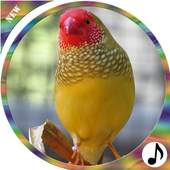 Birds Ringtones 1.0
