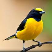 Bird Wallpapers: Beautiful Bird Images, Bird Pics 2.0