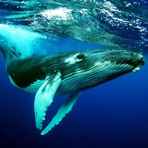 The Humpback Whales 1.0.2