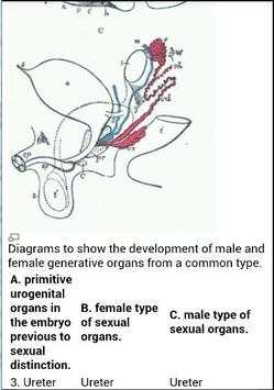 Human Anatomy screenshot 3