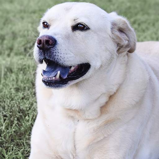 Labrador retrievers live wallp 5.0