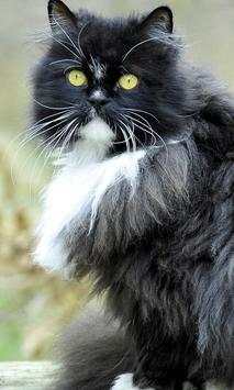 Pretty Cats Wallpapers screenshot 1