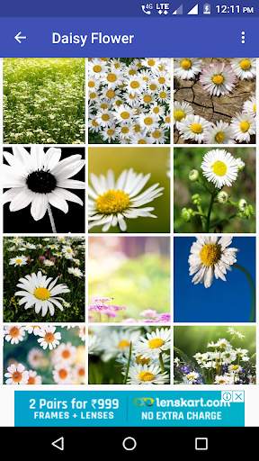 Daisy Flower HD Wallpaper скриншот 5