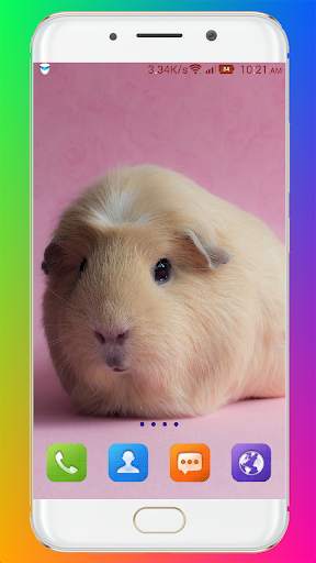 Guinea Pig Wallpaper screenshot 13