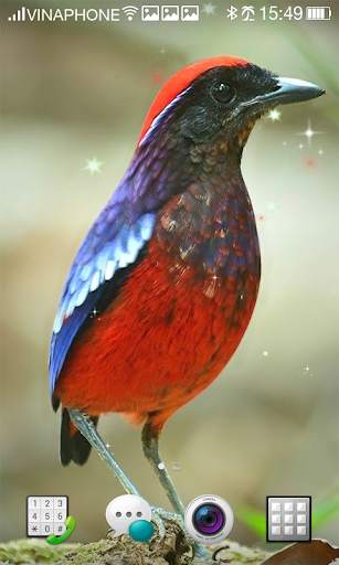 Bird Live Wallpaper HD 4K screenshot 4