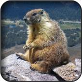 Marmot wallpapers 60