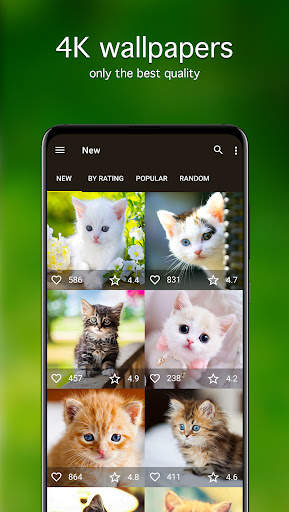 Kitten Wallpapers 4K screenshot 2