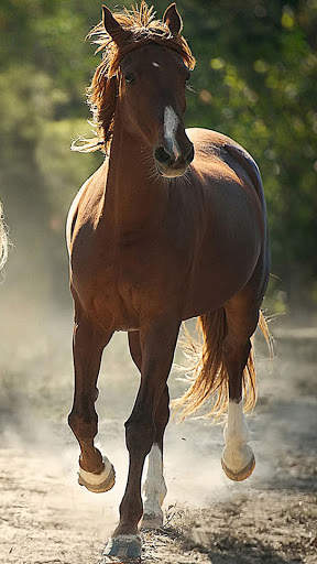 Horse Wallpapers | hd backgrounds screenshot 9