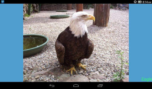 Animals Quiz & Infos скриншот 7
