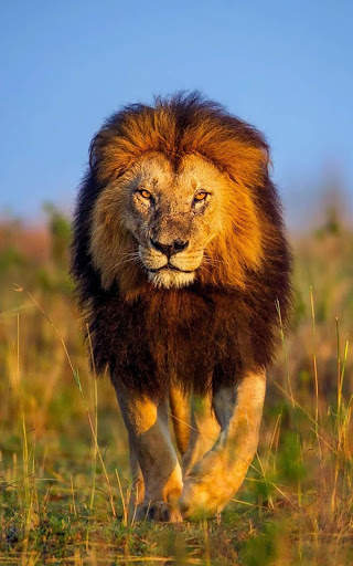 Lion Wallpapers | hd backgrounds screenshot 5