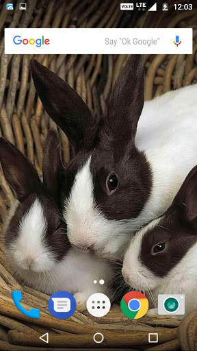 Rabbit Wallpaper HD screenshot 2
