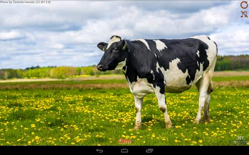 Domestic animals for kids screenshot 11