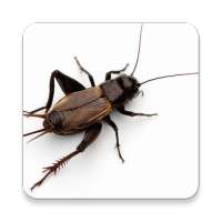 Cricket insect Sound Collections ~ Sclip.app