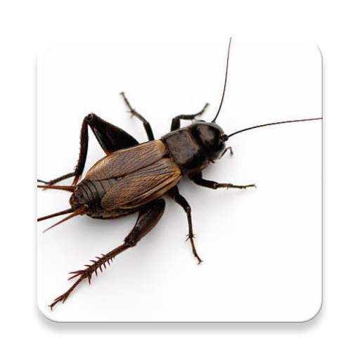Cricket insect Sound Collections ~ Sclip.app 1.0.2