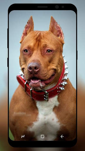 Pitbull Wallpaper HD screenshot 2