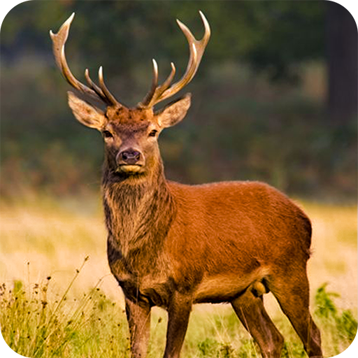 Deer Hunting Season Sniper Hunter 3D 2018 icon