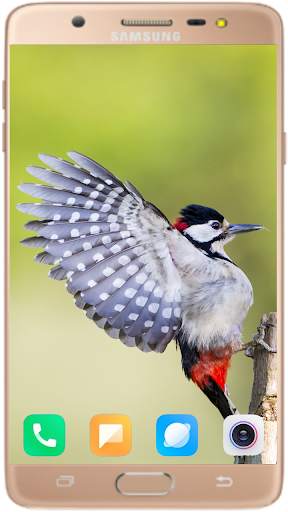 Bird Wallpaper Best HD स्क्रीनशॉट 15