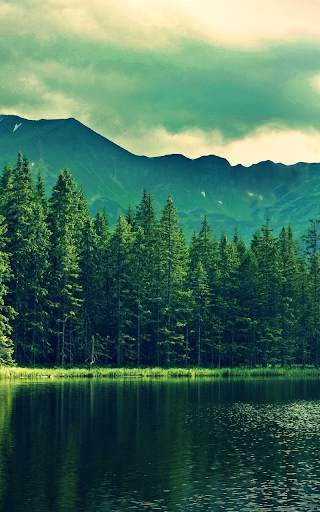 Forest Live Wallpaper HD screenshot 2