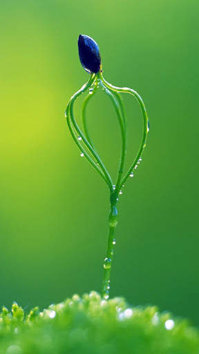 Macro HD Wallpaper screenshot 15