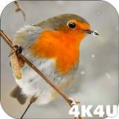 4K Slow-mo Animals Video Live Wallpaper on 9Apps