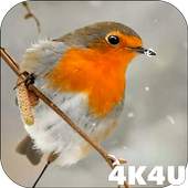 4K Slow-mo Animals Video Live Wallpaper 1.0
