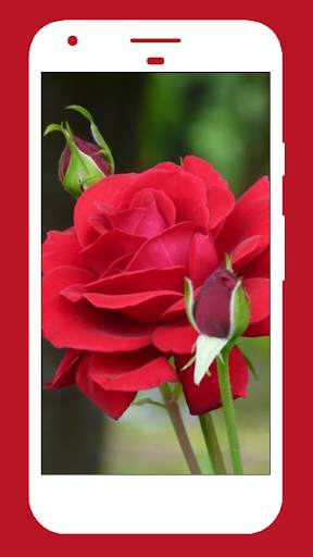 Flower Images, Flower Wallpapers, Roses 1 تصوير الشاشة