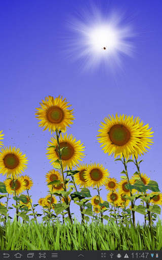Sunflowers Free Live Wallaper screenshot 1