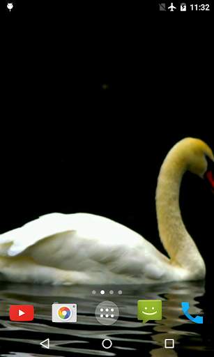 Swan Video Live Wallpaper screenshot 4