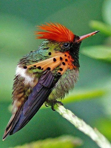Bird Puzzle स्क्रीनशॉट 4