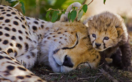 Cheetah Live Wallpaper screenshot 6