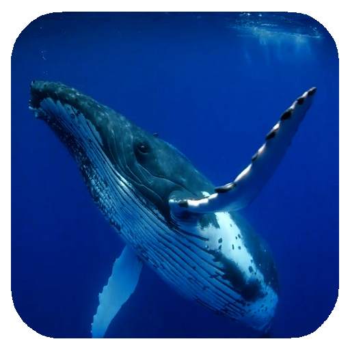 Whale 3D. Video wallpaper 1.02