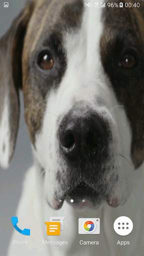 Cute Dog Video Live Wallpaper Free screenshot 4