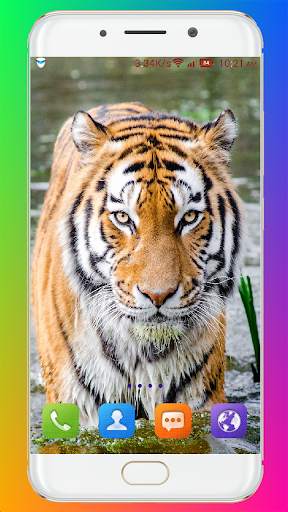 Tiger Wallpaper HD screenshot 12