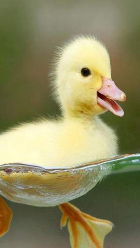 Chicks Wallpapers screenshot 7
