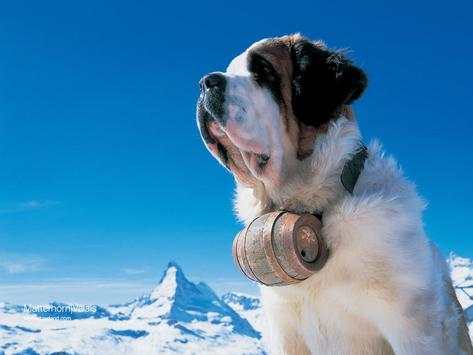 Saint Bernard Live Wallpaper screenshot 3