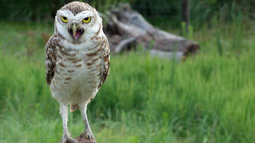 Owl Wallpaper screenshot 15