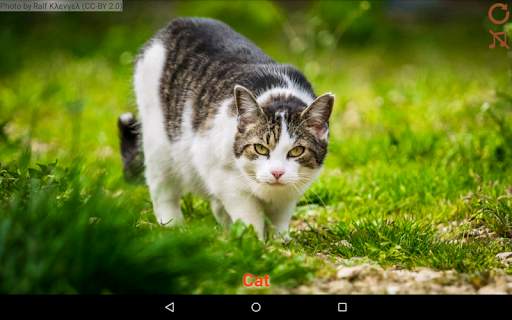 Domestic animals for kids screenshot 5