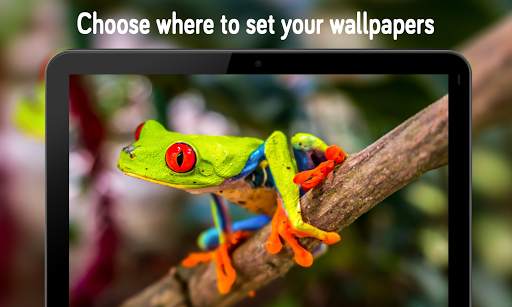 Animal & Birds Wallpaper (4k) स्क्रीनशॉट 2